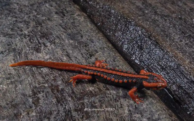 滇西南的棕黑疣螈