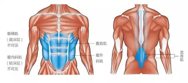 腹部肌肉占据从胸部下部到骨盆上部的区域,覆盖腹腔.