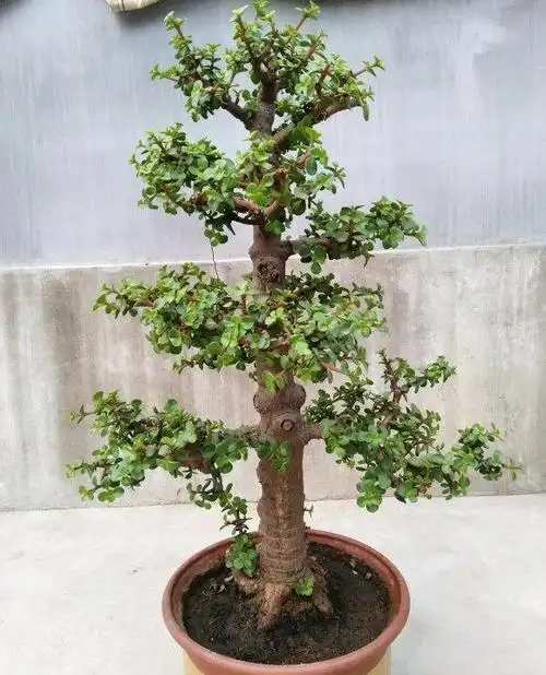 金枝玉叶100种造型(金枝玉叶100种造型视频)