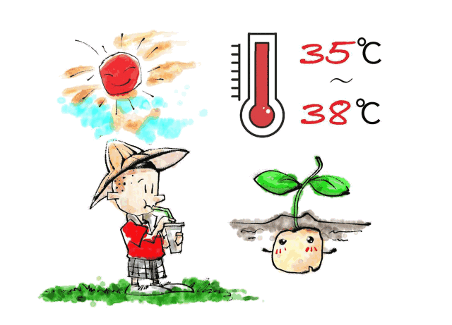 催芽中要注意的是,最好不要在太阳下暴晒,这样往往会造成烧芽.