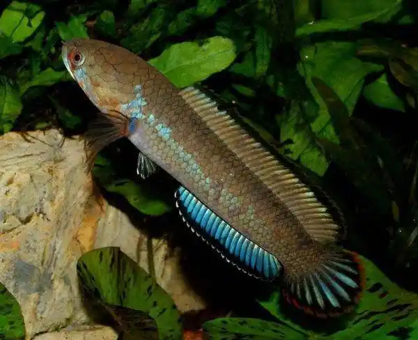 南鳢(鳢形目乌鳢科动物)_摘编百科