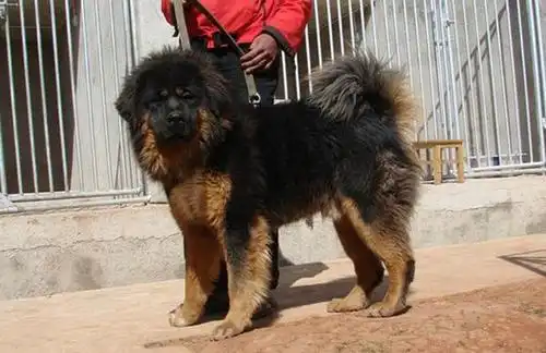 中国第一巨型犬:中国山犬真心太霸气