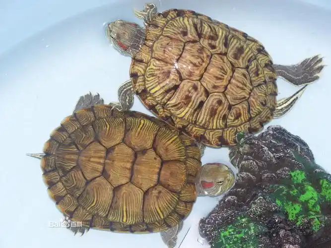 请问这是什么品种的龟?
