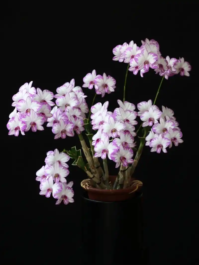 秋石斛-日本泼墨(白泼) 入门级秋石斛,同时也是性价比最高的秋石斛,对