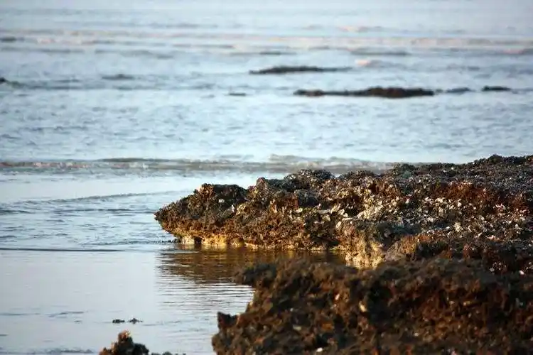 北深沪湾海底古森林遗迹自然保护区