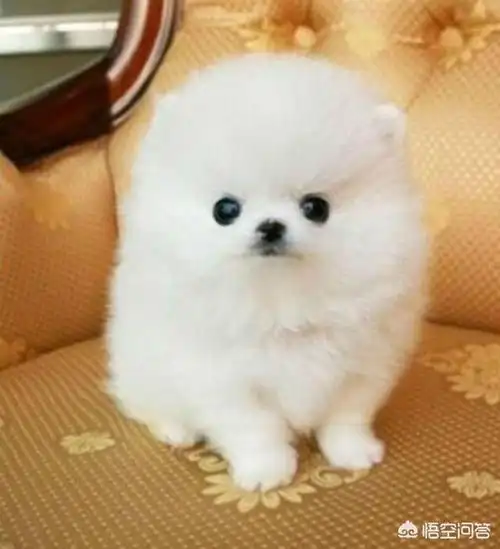 博美母狗最便宜多少钱一只 - 三伊五百科