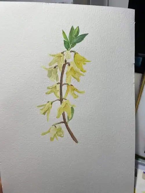 脱稿练习连翘花