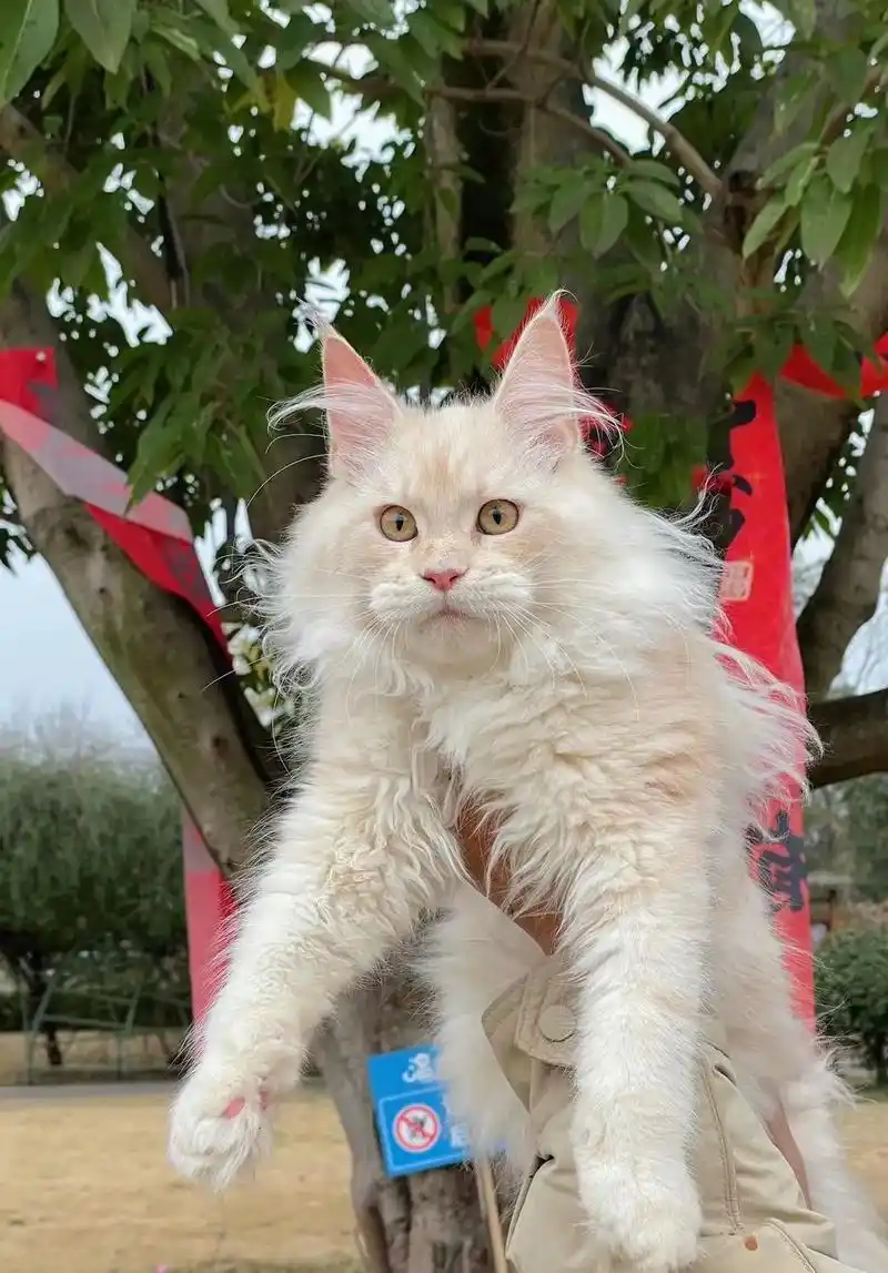 凯尔米色 缅因猫#缅因猫 #银虎斑缅因 #谁家小猫长得这么别 - 抖音