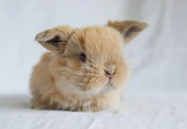 一波萌萌的小兔子,太可爱了