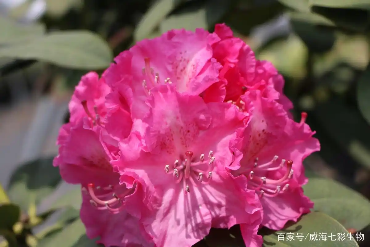 「品种推荐」夏日炎炎,高山杜鹃耐热品种有哪些?