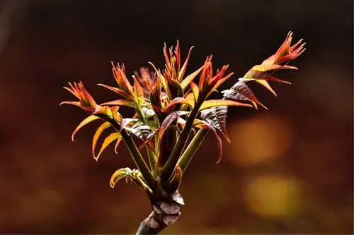 今年2月份,前城村的香椿大棚内,香椿刚刚竞相吐露新芽,就以每斤100