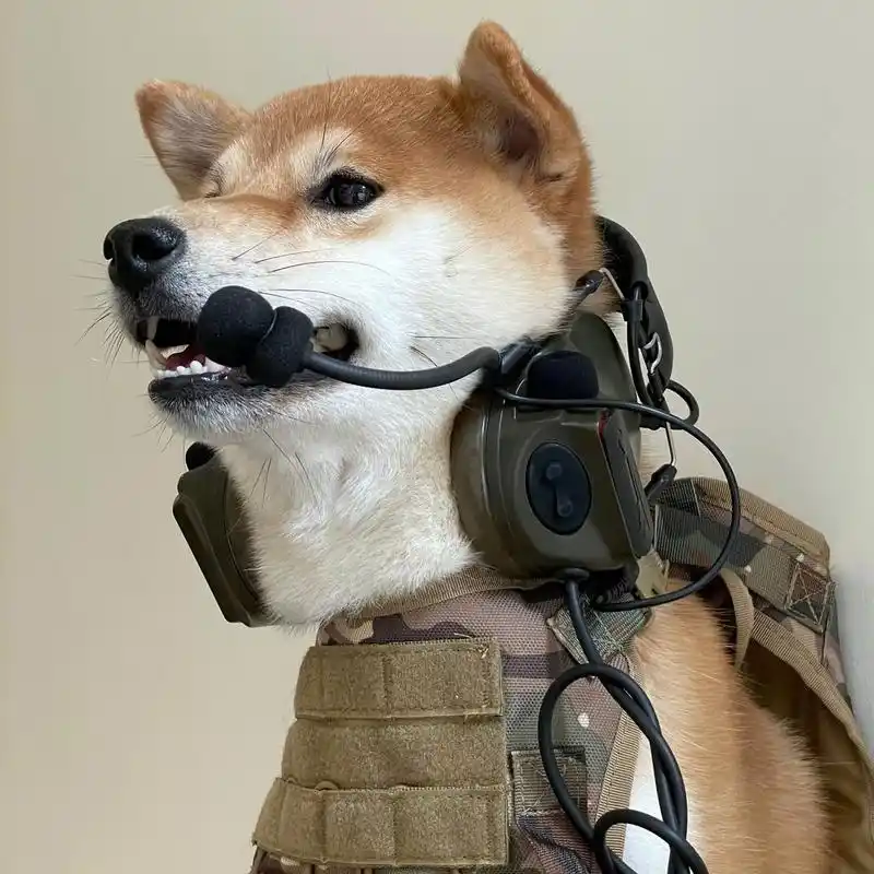 帅气头像 #柴犬 #抖音小助手dou上热门 #谁家还没个傻狗