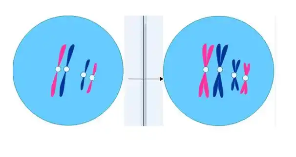 两条已经自我复制的同源染色体联会形成的四条染色单体的结合体