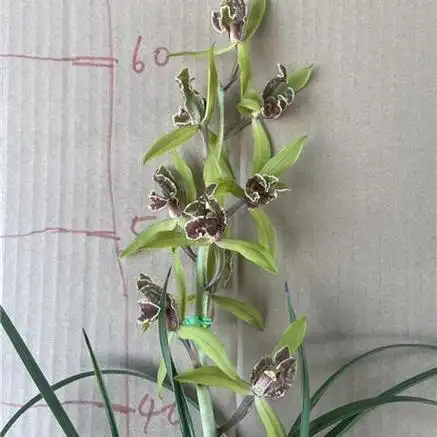 蕙兰大叠彩一苗不带花 - 兰花交易网