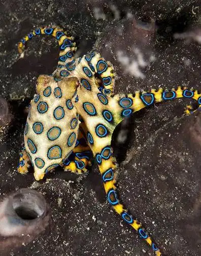 剧毒蓝环章鱼网上当宠物卖专家被咬救治难