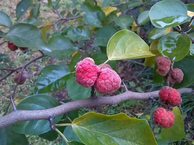 它不是普通的树,树心含"黄金",全国稀有,见到请好好保护