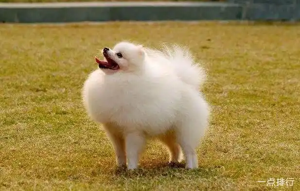 小型宠物狗的品种名称大全 最受欢迎的小型宠物犬排名