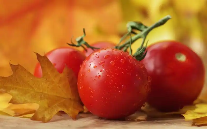番茄图片电脑壁纸高清下载