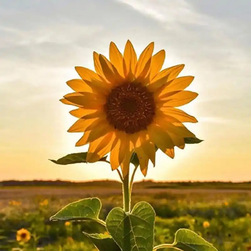 温柔着坚强 温柔要有,但不是妥协. 我们要在安静中,不慌不忙地坚强