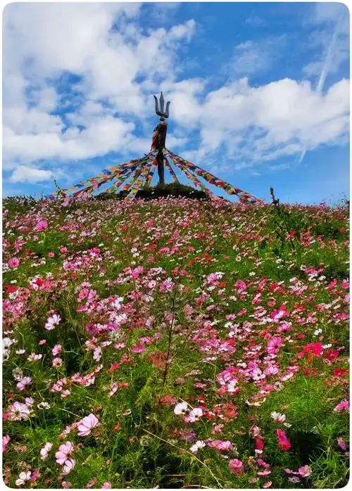 木兰草原格桑花