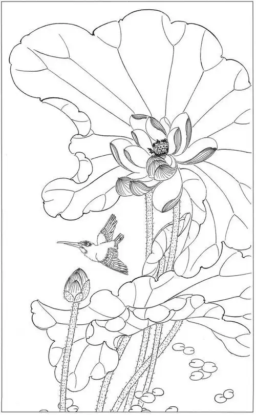 白描素材,高清荷花50副