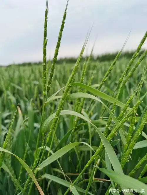 小麦田里的异类之野麦子
