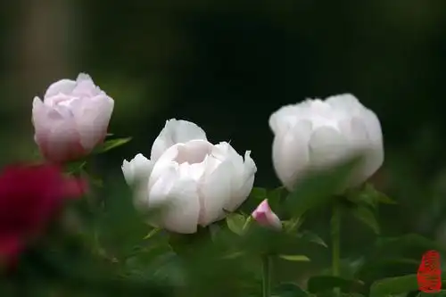 天下真花独牡丹_摄影之路作品