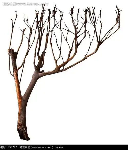 树枝图片