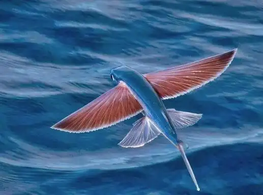 飞鱼真的有翅膀吗飞鱼为什么要飞翔