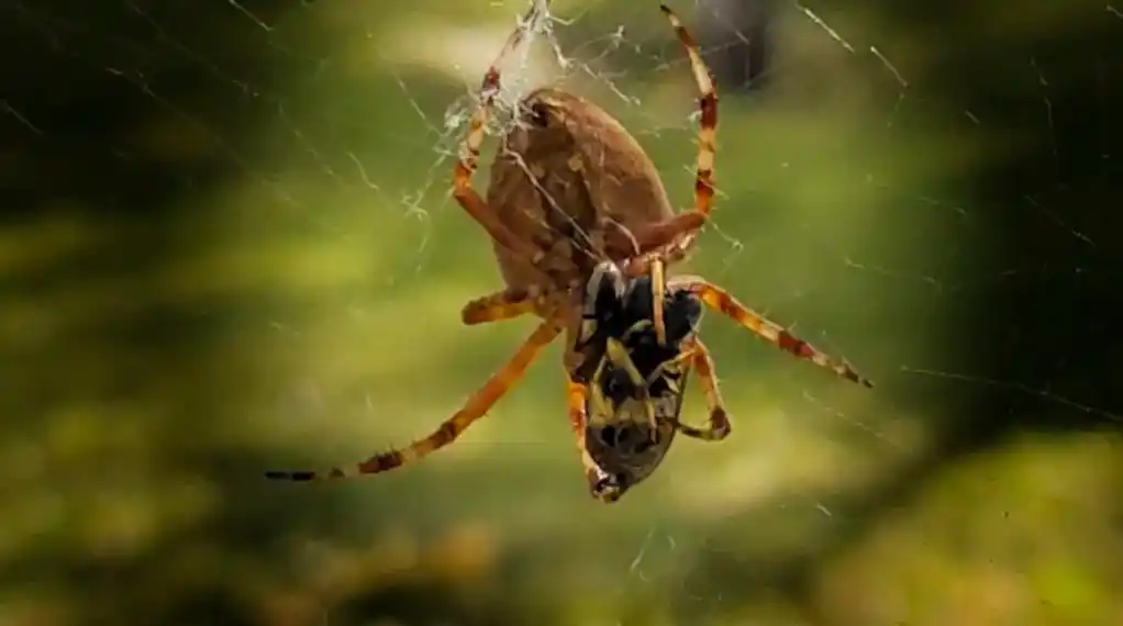 手机摄影《大腹园蛛》 大          腹园蛛雄蛛体长1 - 抖音