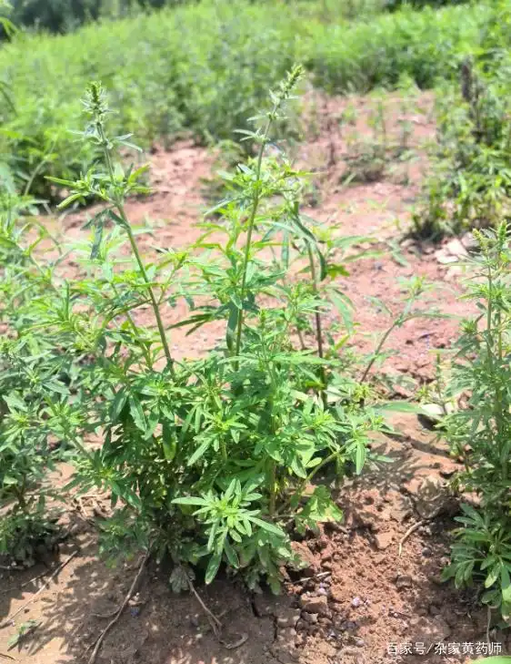 荒野维生野菜系列——裂叶荆芥