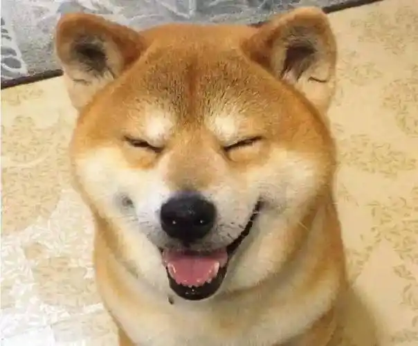 祝可爱的北登在另一个世界,依旧开心地绽放                    暖.