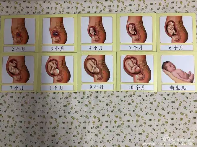 活动前一天,与孩子们一起分享了母亲怀胎十月的变化图,好神奇的过程