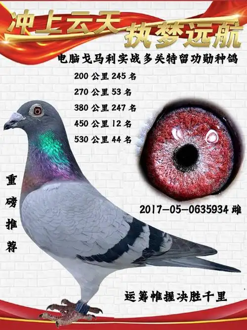 电脑戈马利实战种鸽