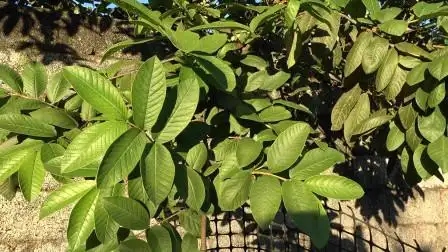 农村常见的"番石榴叶"厉害了,都有哪些重要用途,一起来看看吧