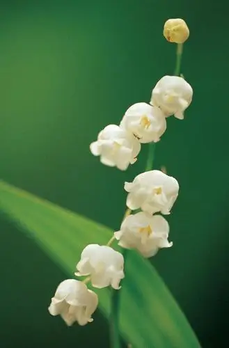 铃兰花:传说只要收到铃兰花就会受到幸运之神的眷顾
