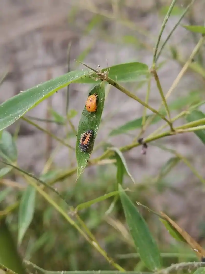 家里竹子上好多虫子,每几片叶子就能发现 陪娃观察自然