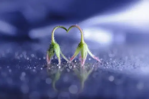 全世界都在秀恩爱 拍摄温暖触动心灵的画面