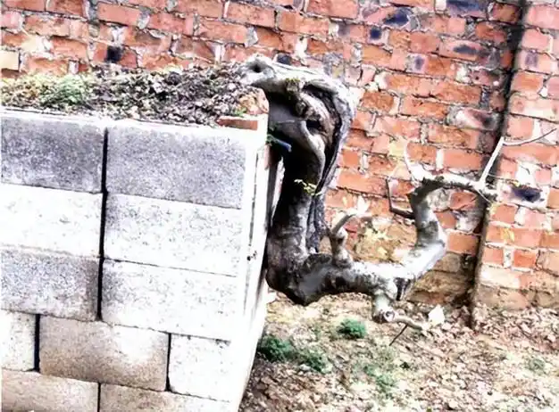 朴树盆景快速成形新技巧!