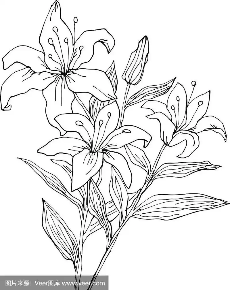 百合花手绘插画