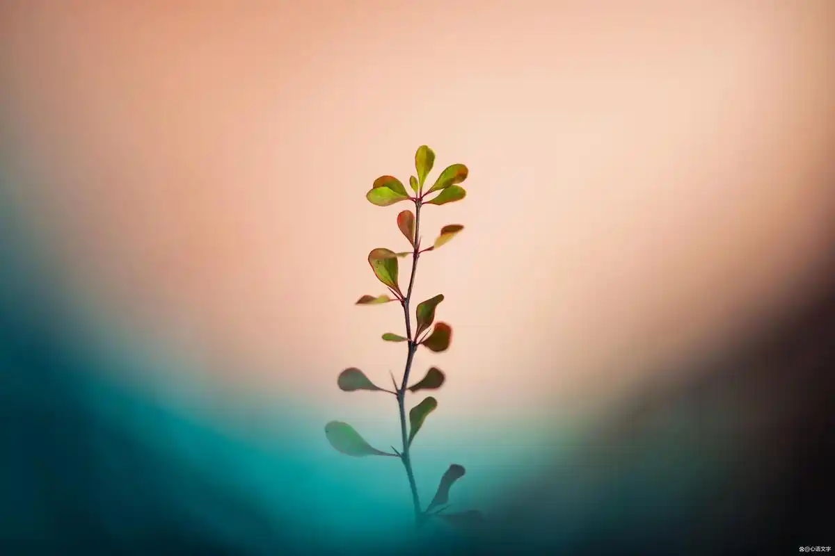 早安励志正能量图片文案心语:努力向前,定能遇见美好!