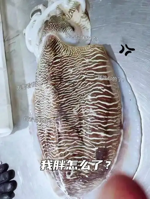 这样吃墨鱼滑没谁