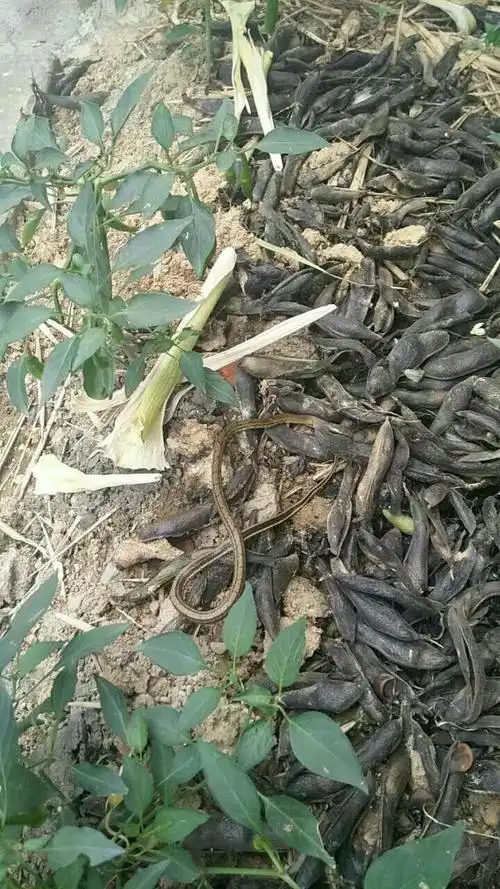 大神们,帮忙看一下这是什么蛇