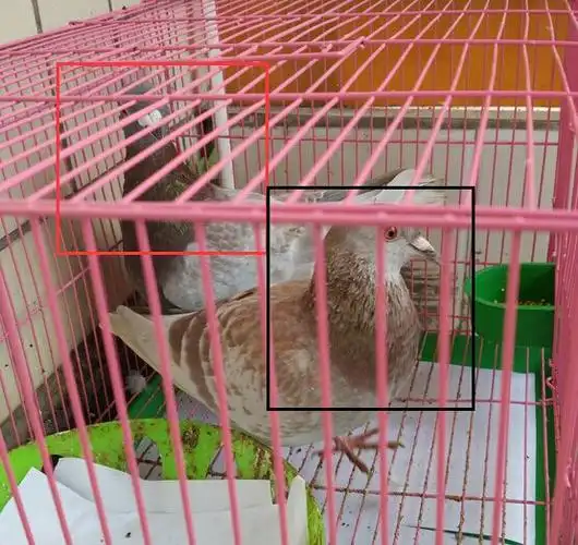 请大师分辨下鸽子公母