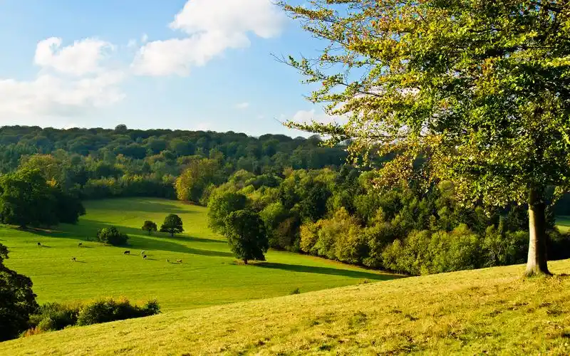 田园,草地,树木,天空,牛羊,自然,晴朗,风景田园壁纸图片