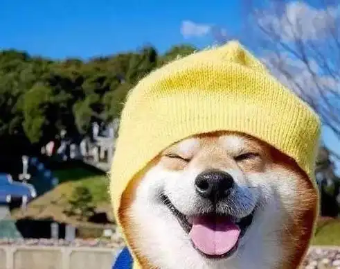 一点,就会发现他们的狗其实是有情绪的;宠物狗生气时,会有生气的表情