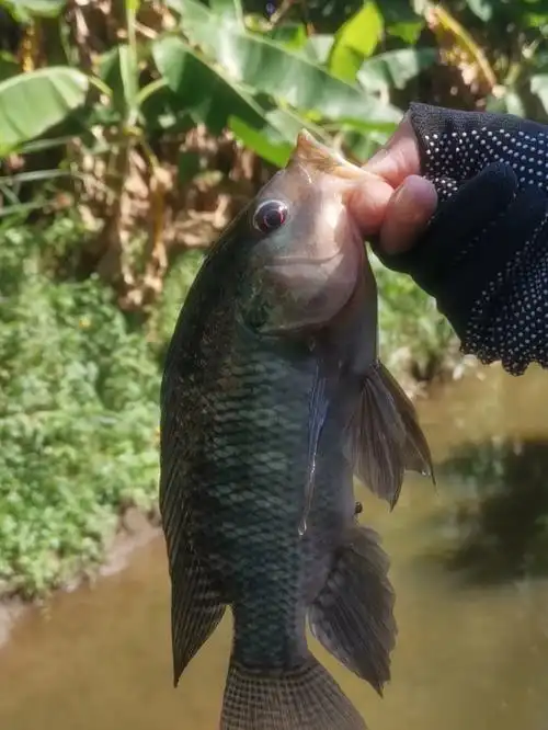 约1斤#路亚钓鱼