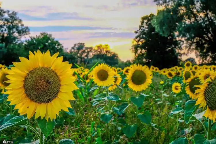 怎么形容向日葵 (怎么形容向日葵的样子)