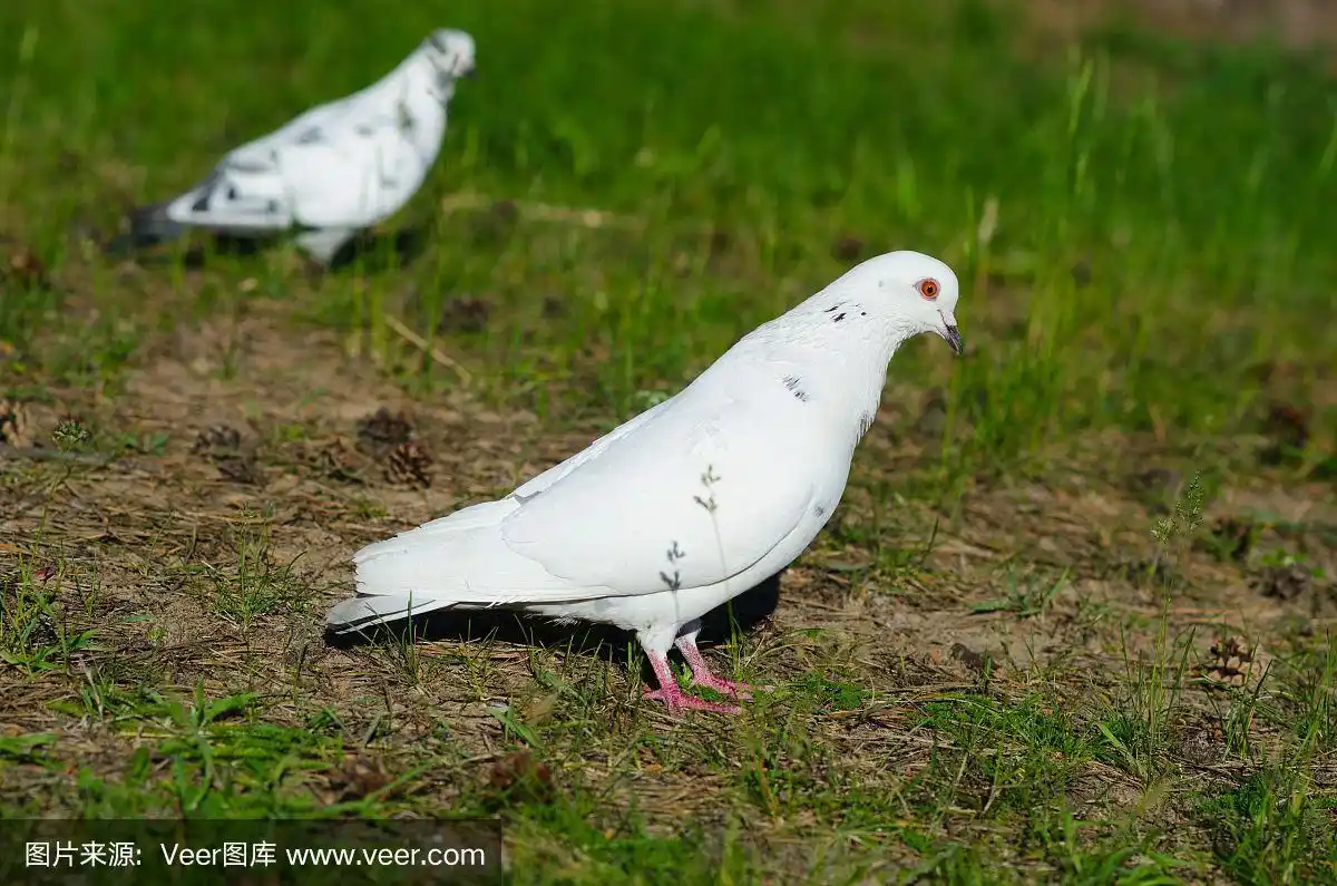 自然美,白色,斑鸠,张开翅膀,自然