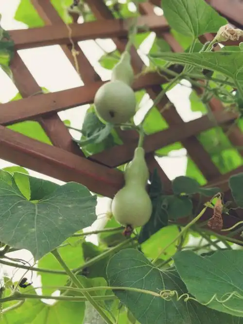 举报收藏 2017-09-04 08:46 11 0 评论  赞  10 发糖